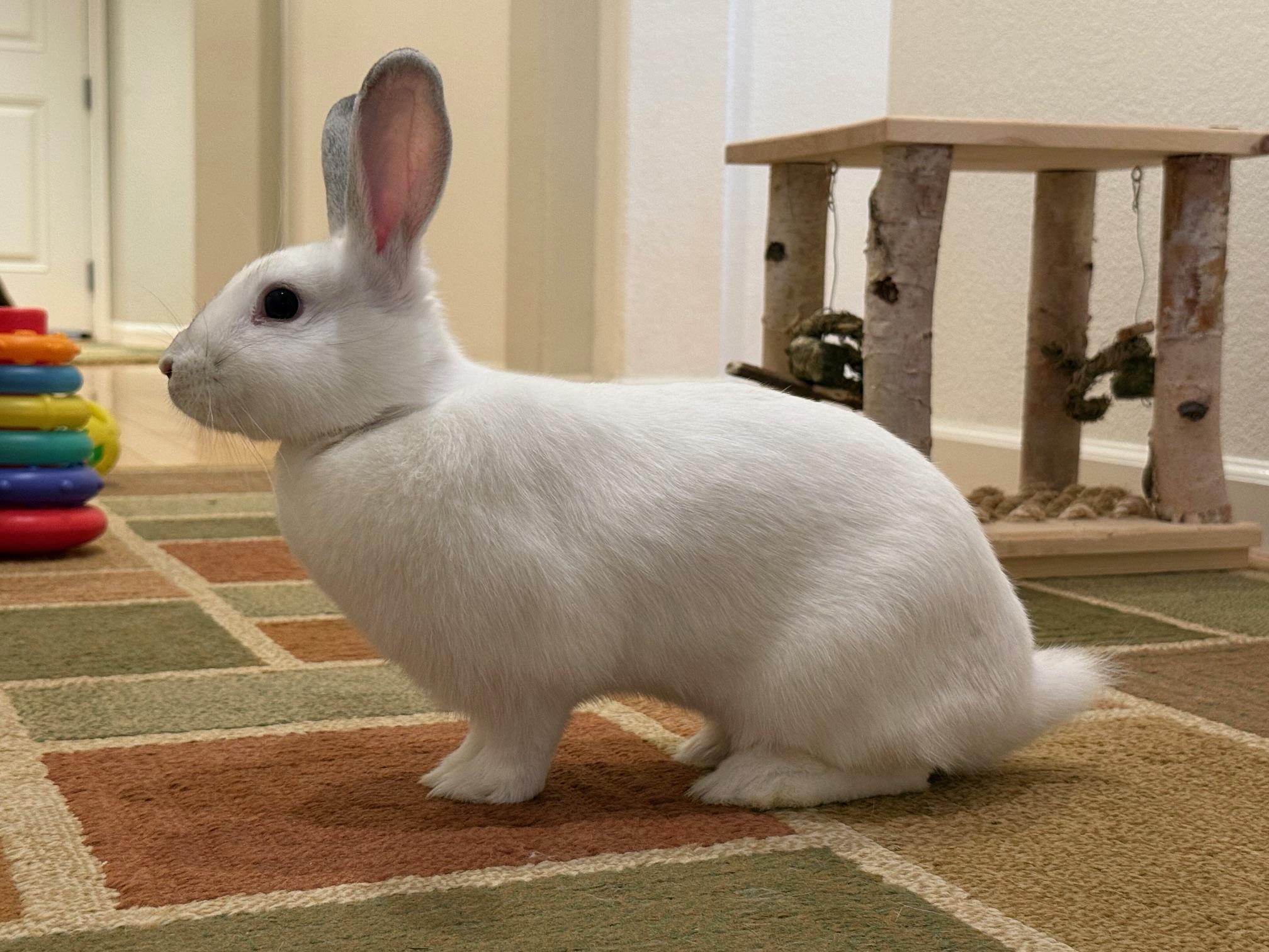 Enlarge Pink Mochi, a Adopted mixed breed in Rancho Cordova, CA image 1/6