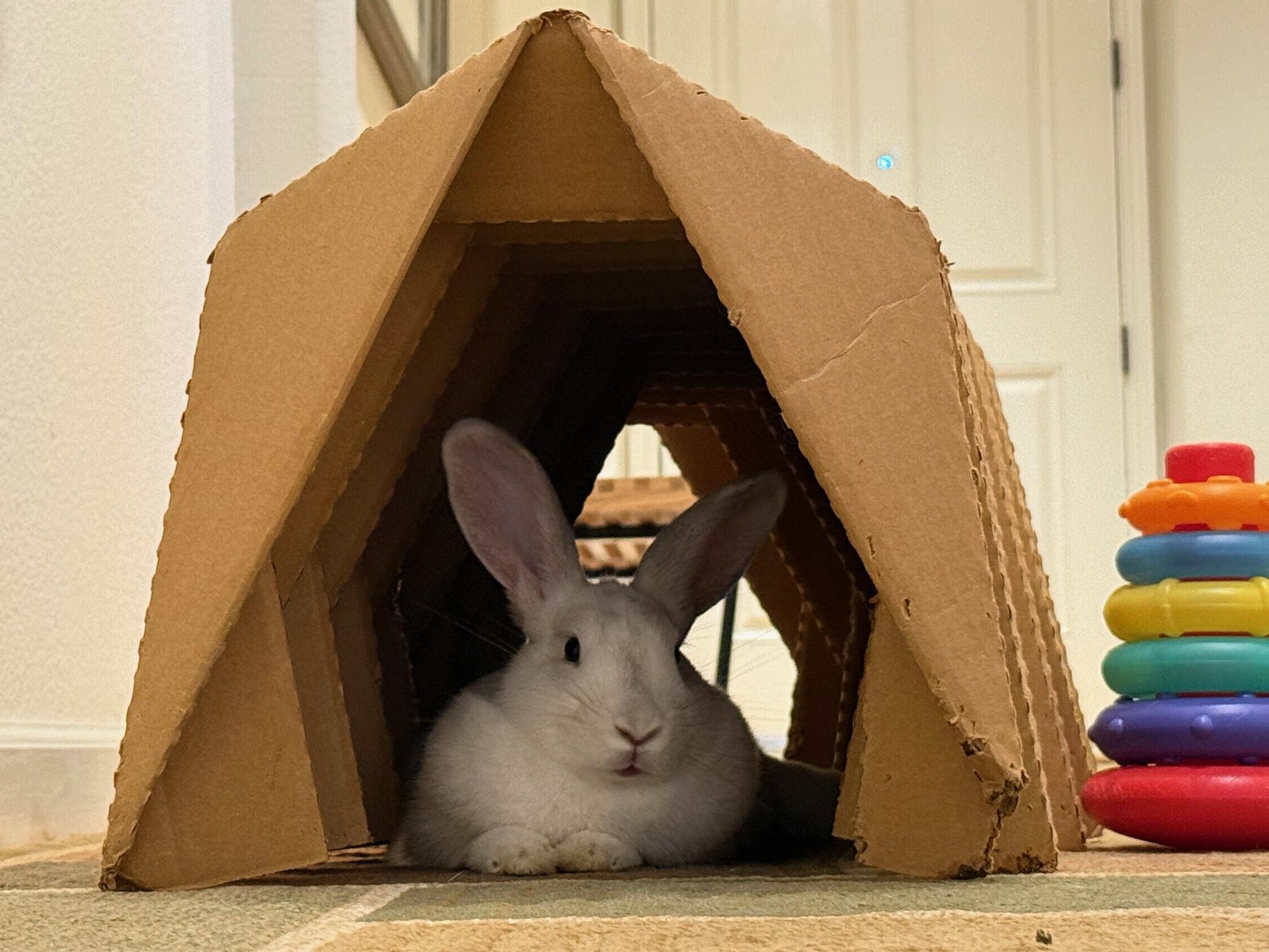 Enlarge Pink Mochi, a Adopted mixed breed in Rancho Cordova, CA image 4/6