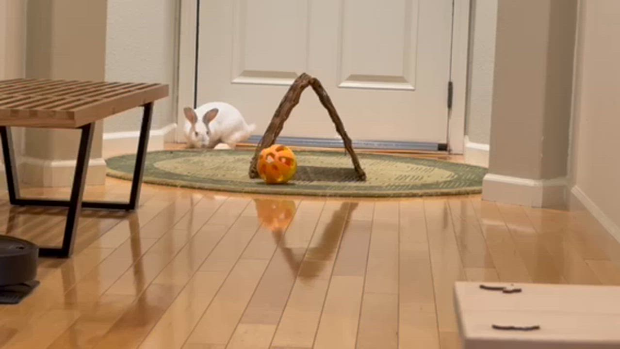 Enlarge Pink Mochi, a Adopted mixed breed in Rancho Cordova, CA video 6/6