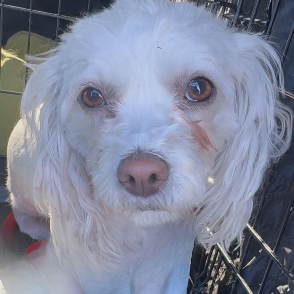 Zsa Zsa, Adoptable, Adult Female Poodle & Maltese.