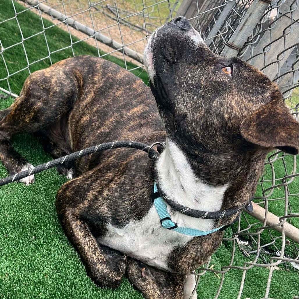 Enlarge Munchie, a Adoptable Mixed Breed in Dickinson, TX image 1/6