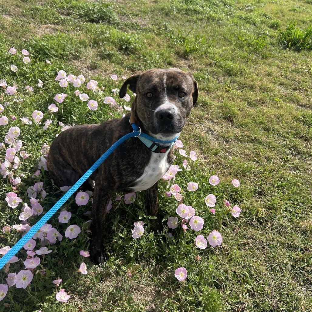 Enlarge Munchie, a Adoptable Mixed Breed in Dickinson, TX image 2/6