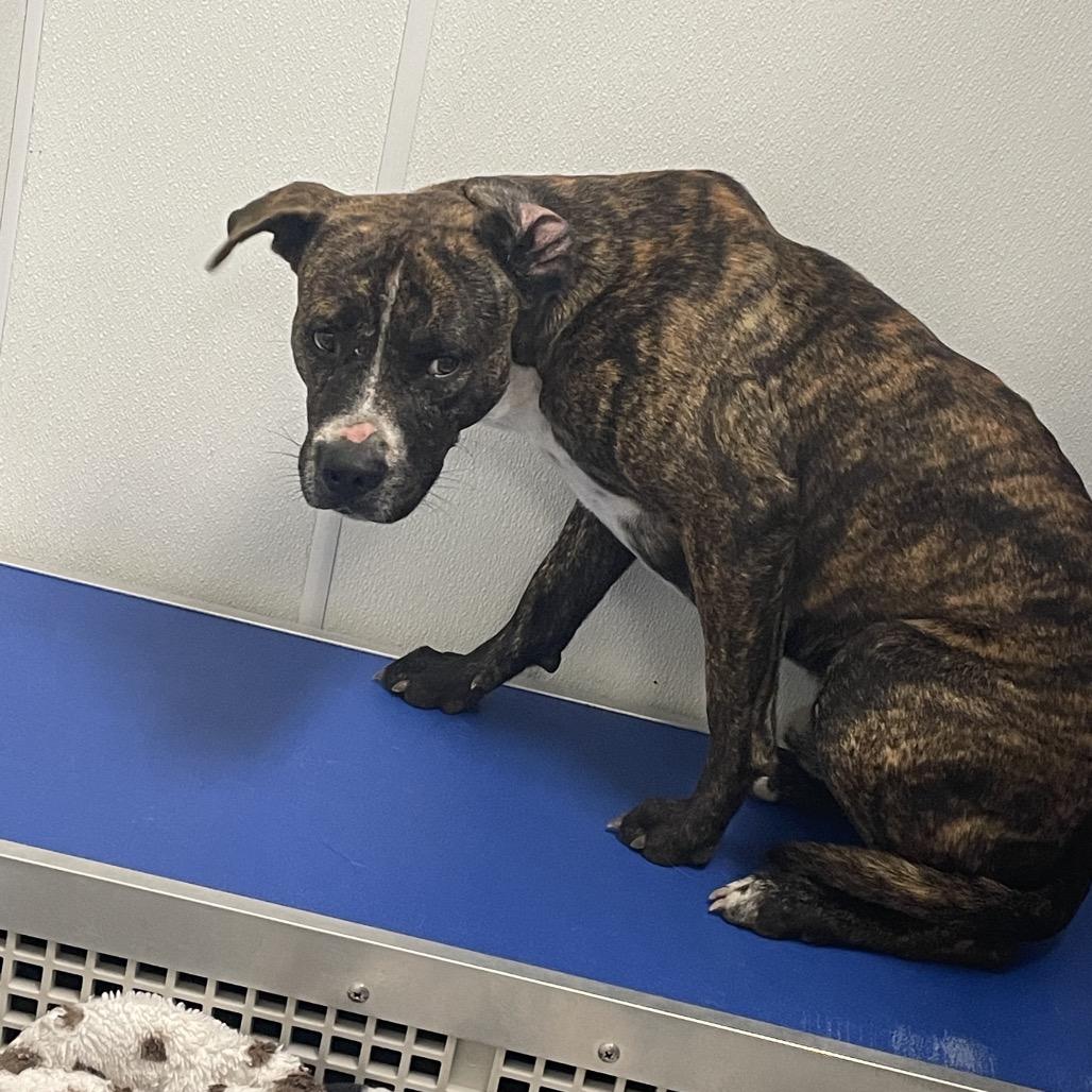 Enlarge Munchie, a Adoptable Mixed Breed in Dickinson, TX image 3/6