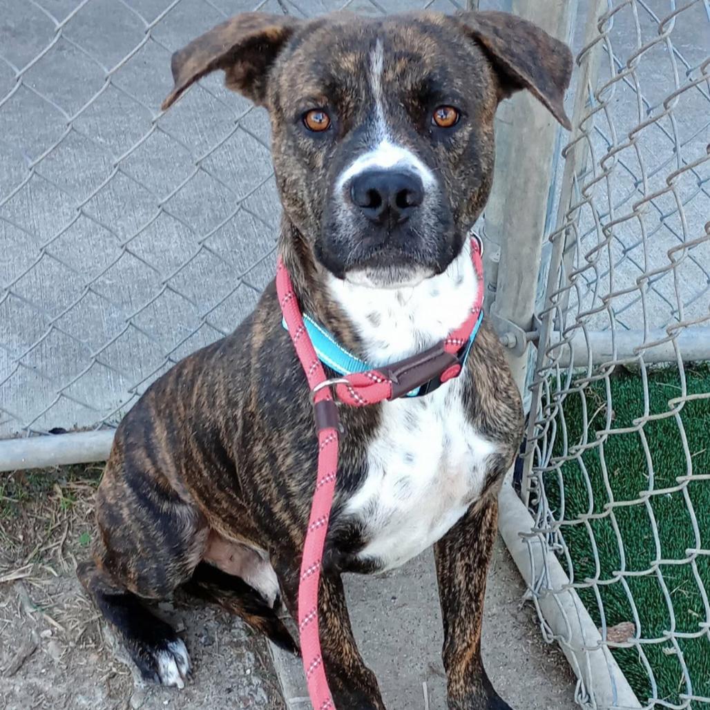 Enlarge Munchie, a Adoptable Mixed Breed in Dickinson, TX image 4/6