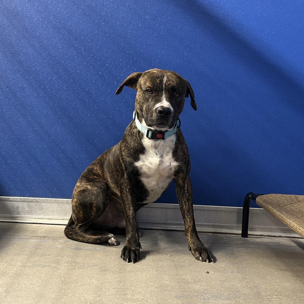 Enlarge Munchie, a Adoptable Mixed Breed in Dickinson, TX image 5/6