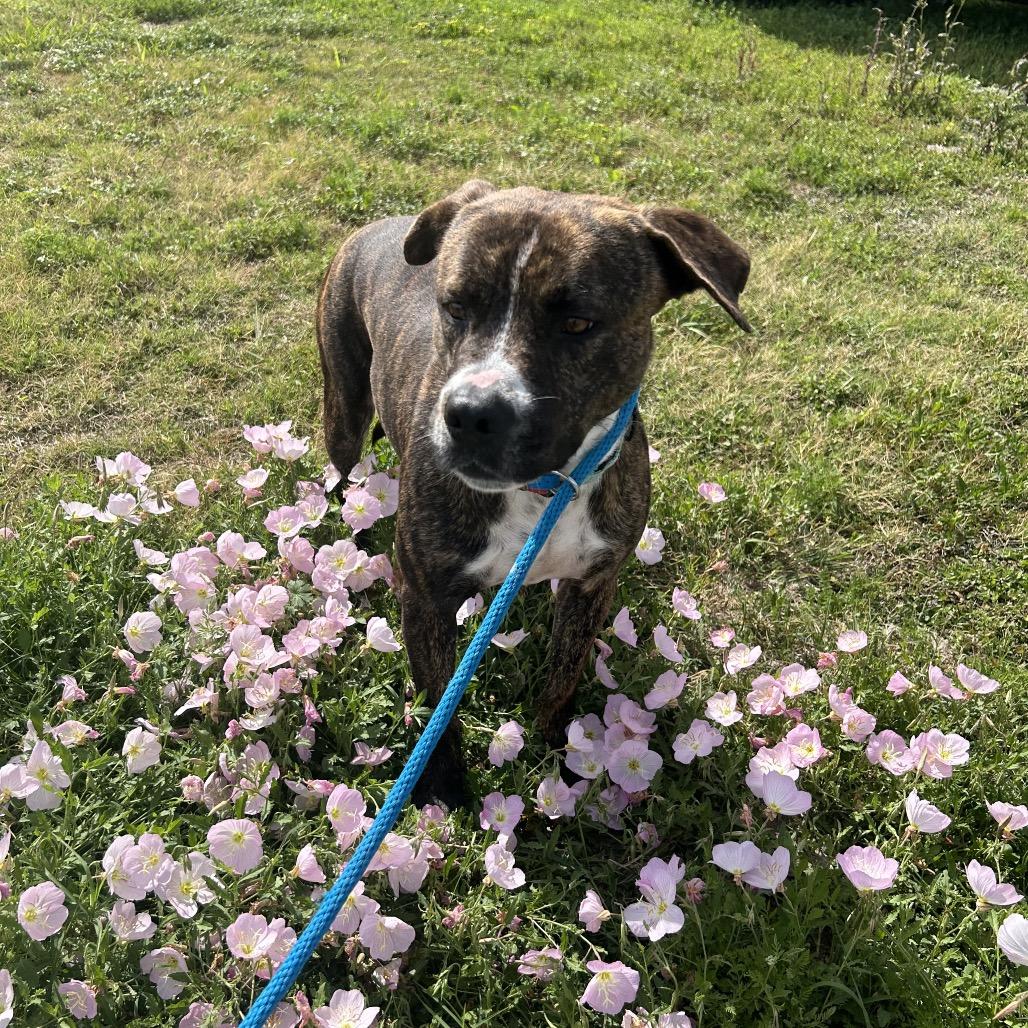 Enlarge Munchie, a Adoptable Mixed Breed in Dickinson, TX image 6/6