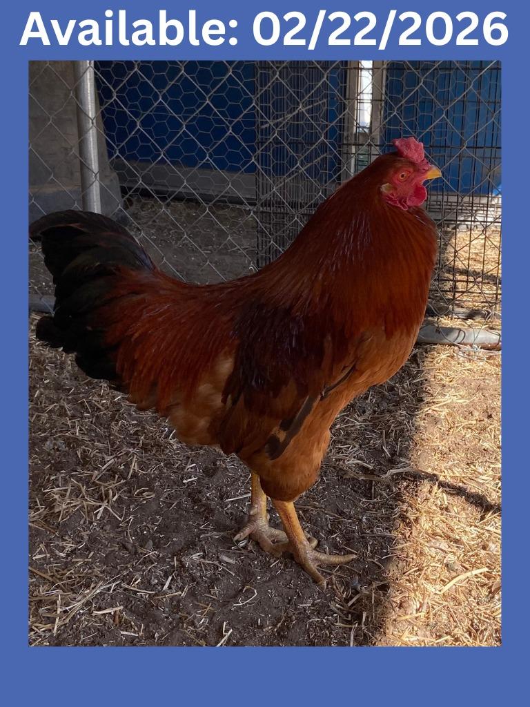 Enlarge Rooster #2, a Adoptable Chicken in Greenville, TX image 1/1