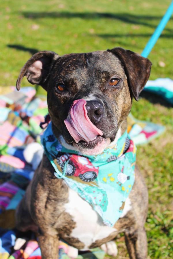 Enlarge Russo, a Adoptable mixed breed in Indiana, PA image 1/3