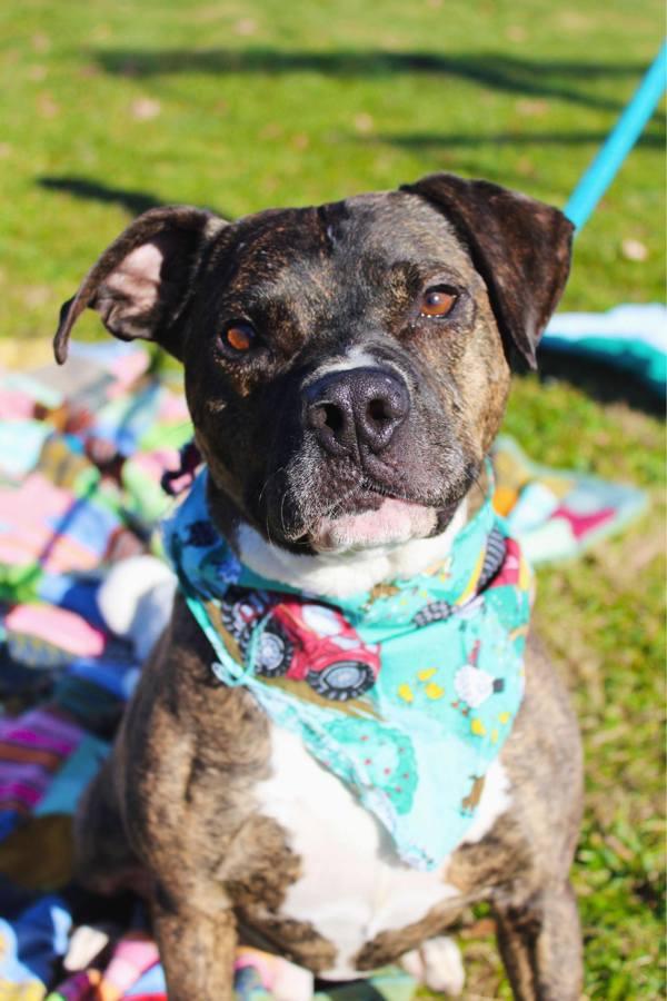 Enlarge Russo, a Adoptable mixed breed in Indiana, PA image 2/3