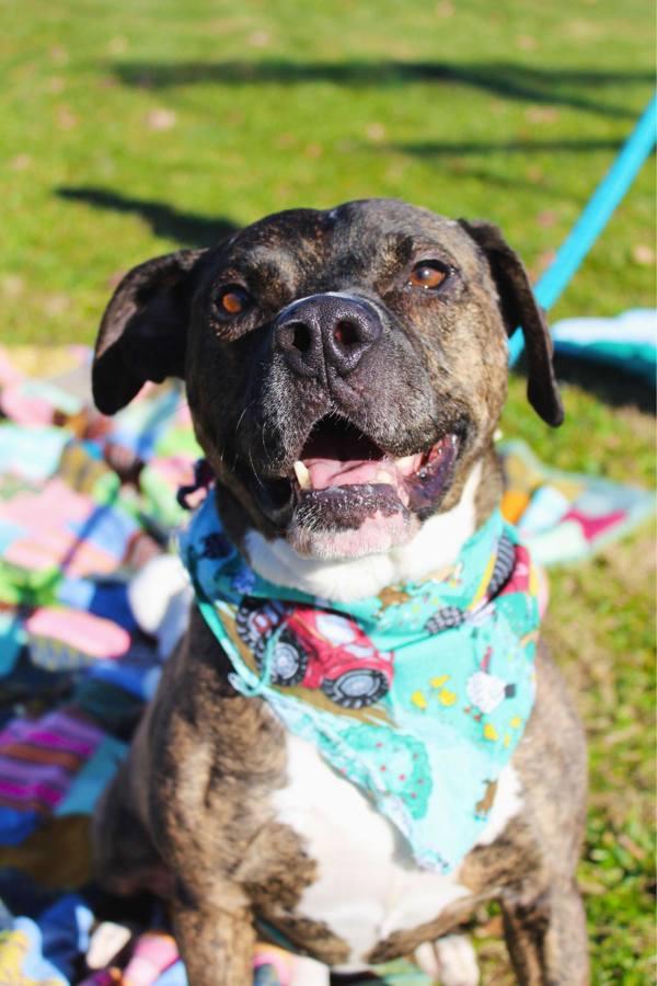 Enlarge Russo, a Adoptable mixed breed in Indiana, PA image 3/3