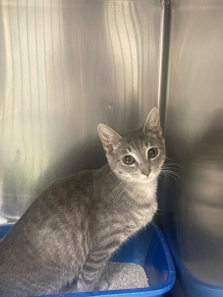 Chipmunk, Adoptable, Young Male Domestic Short Hair.