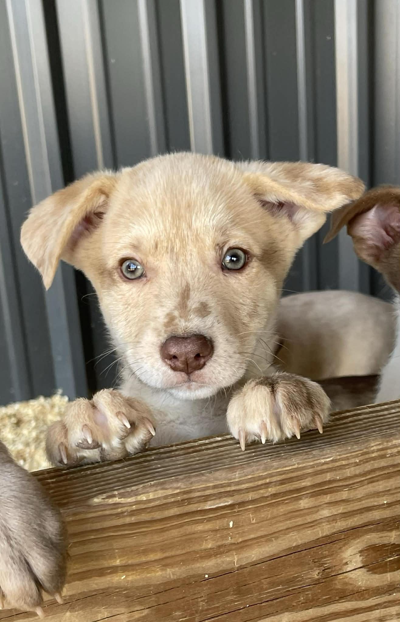 Enlarge Dallas, an adopted mixed breed in Hoffman Estates, IL image 1/6