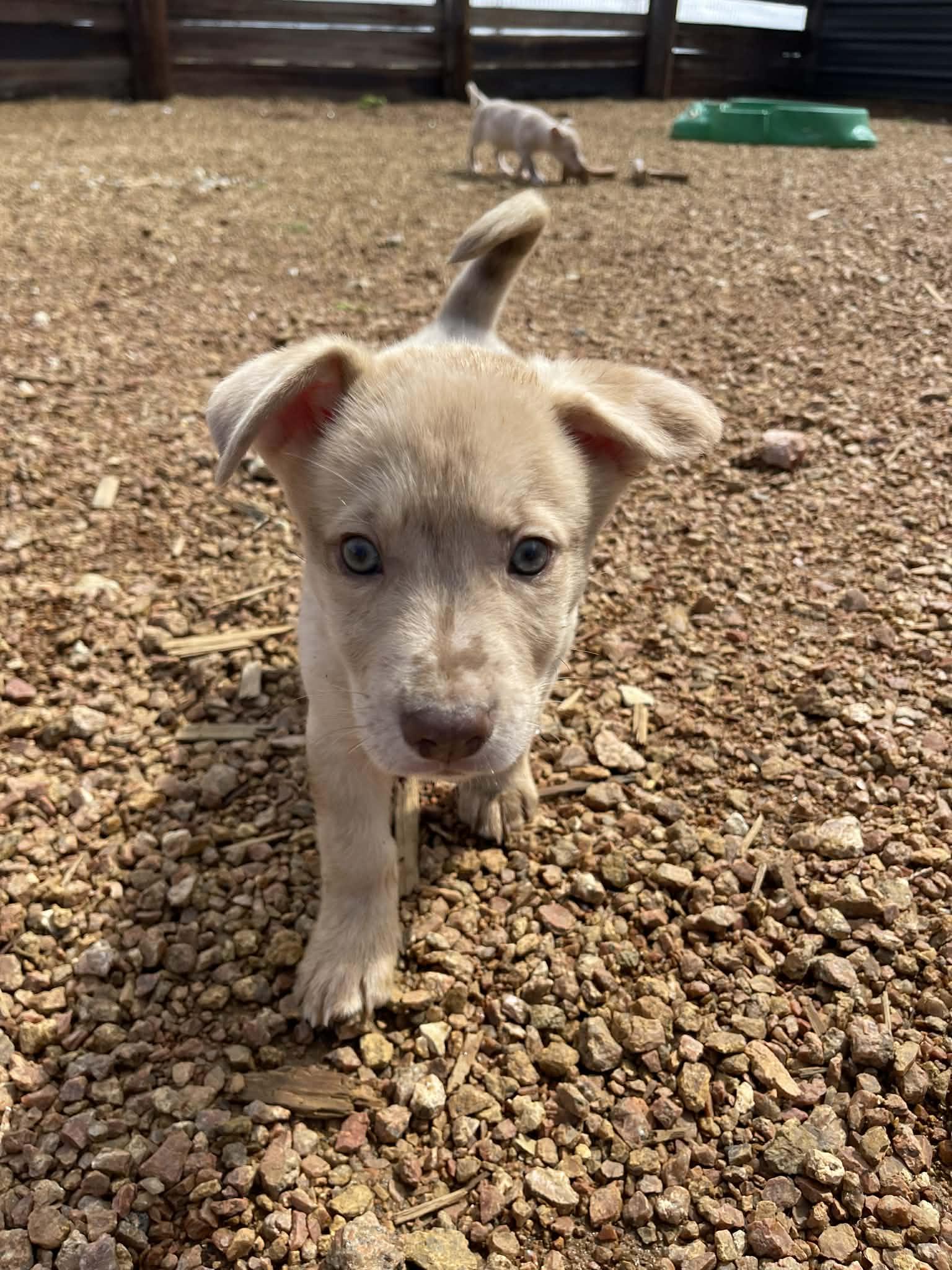 Enlarge Dallas, an adopted mixed breed in Hoffman Estates, IL image 2/6