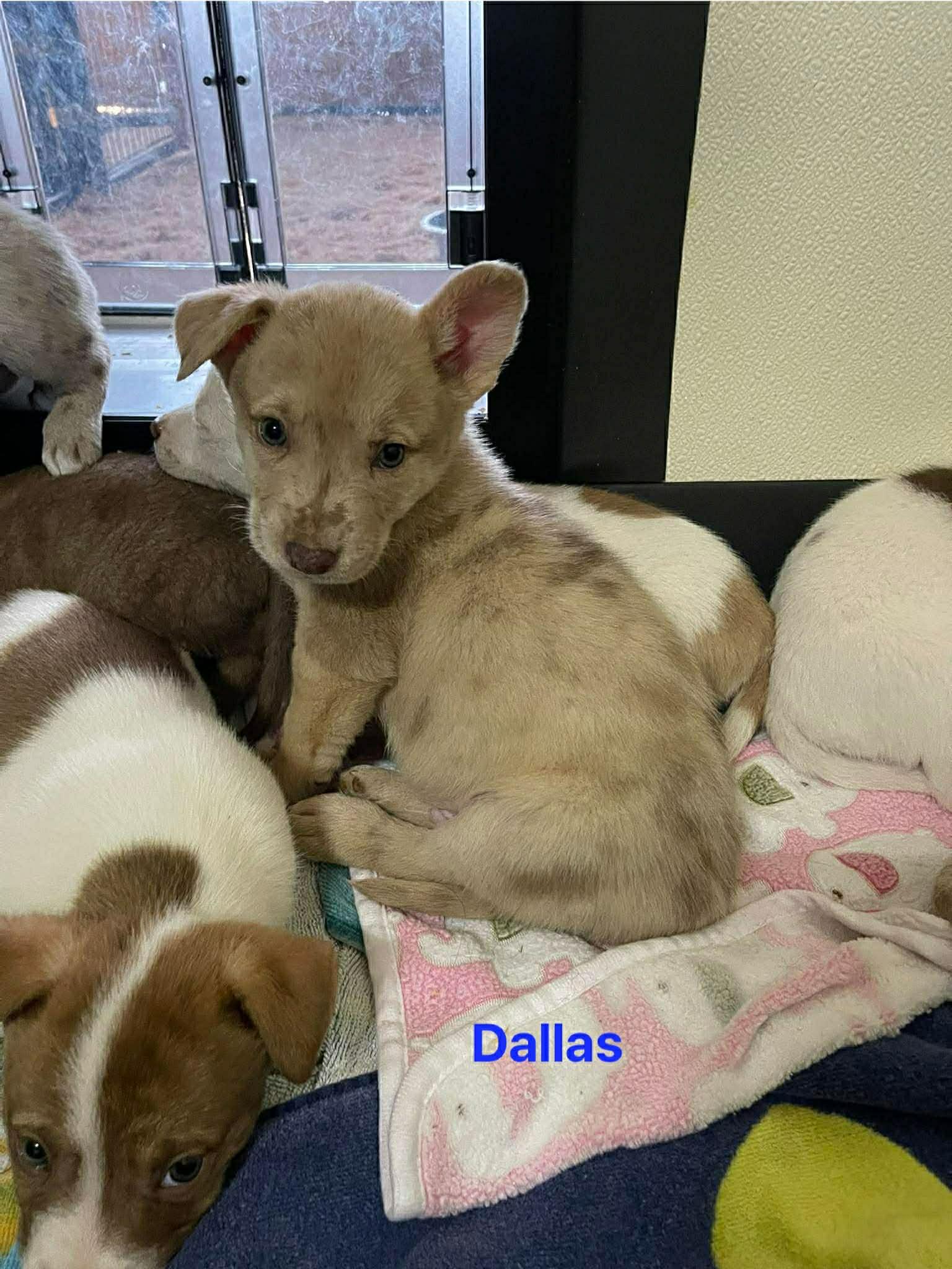 Enlarge Dallas, an adopted mixed breed in Hoffman Estates, IL image 3/6