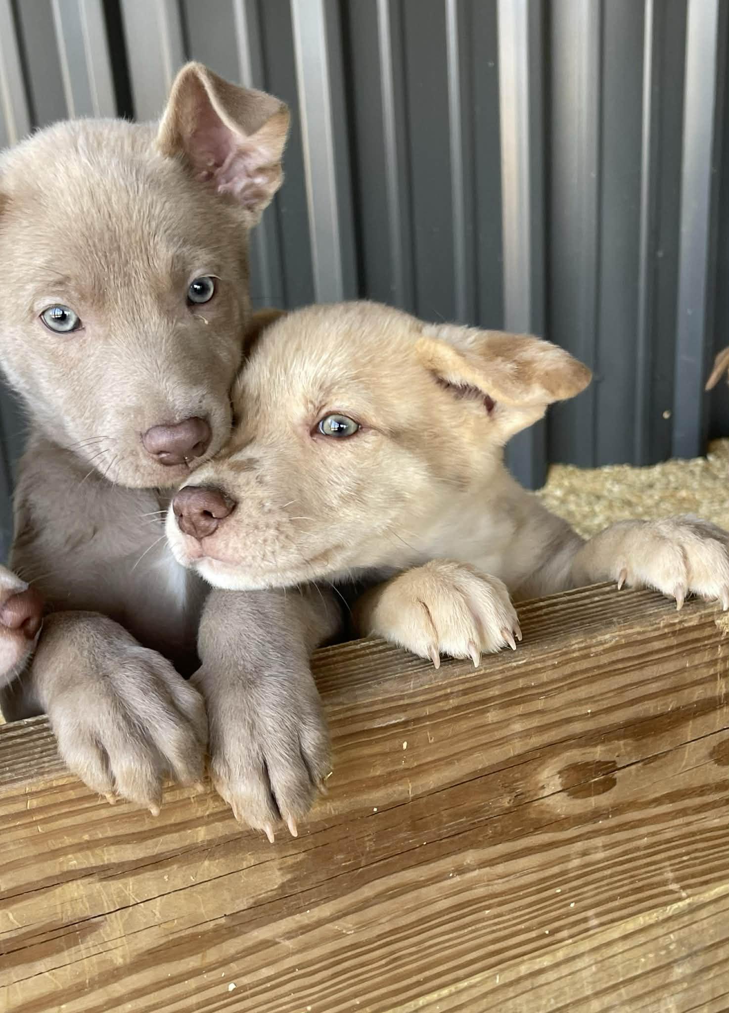 Enlarge Dallas, an adopted mixed breed in Hoffman Estates, IL image 4/6