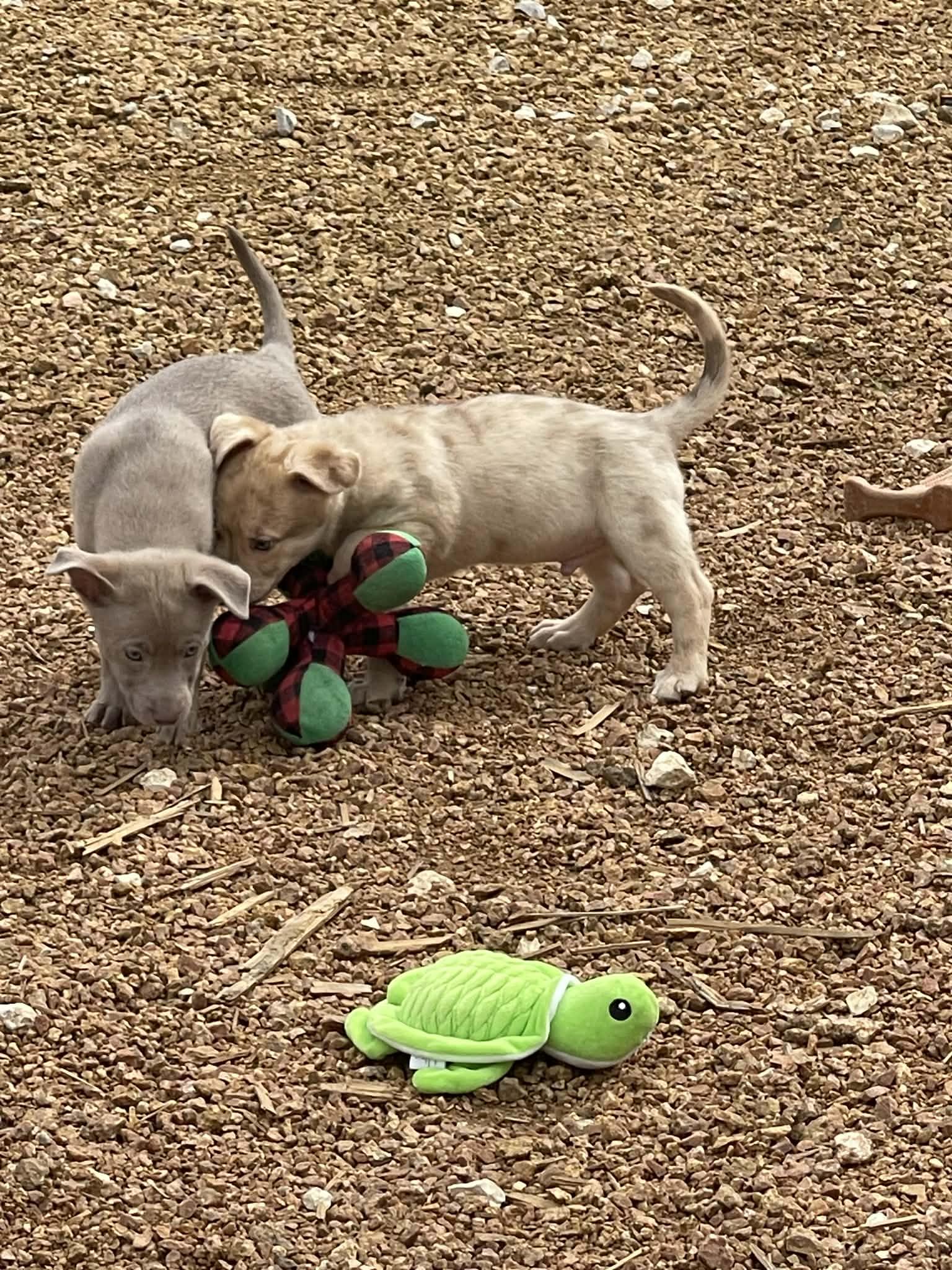 Enlarge Dallas, an adopted mixed breed in Hoffman Estates, IL image 6/6