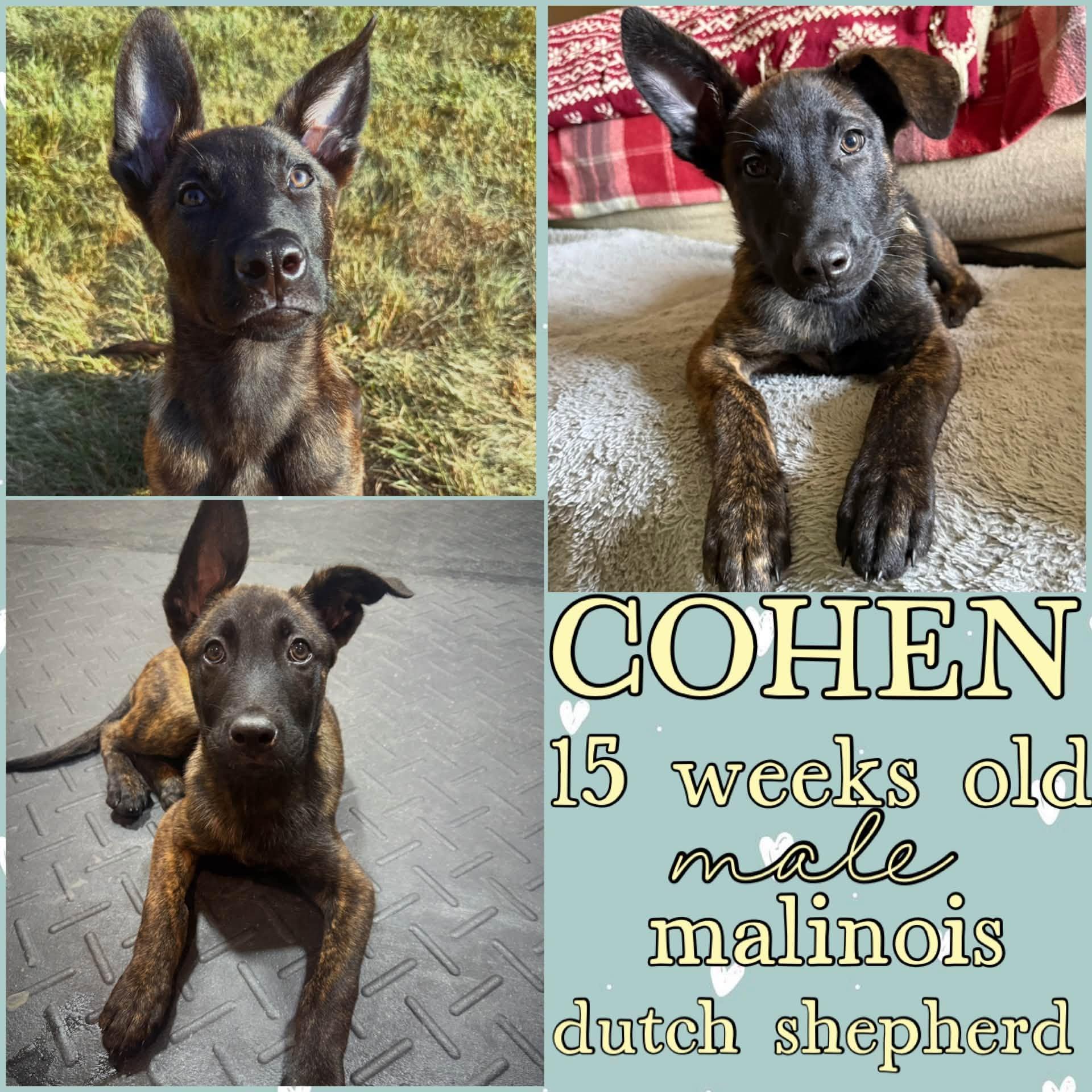 Cohen, ADOPTABLE, Young Male Belgian Shepherd / Malinois & Dutch Shepherd.