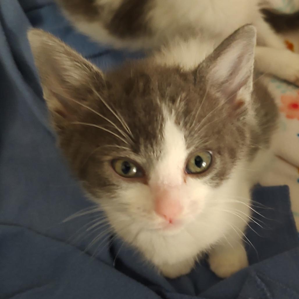 Enlarge Koa, an adoptable Domestic Short Hair in Wilmington, NC image 3/3