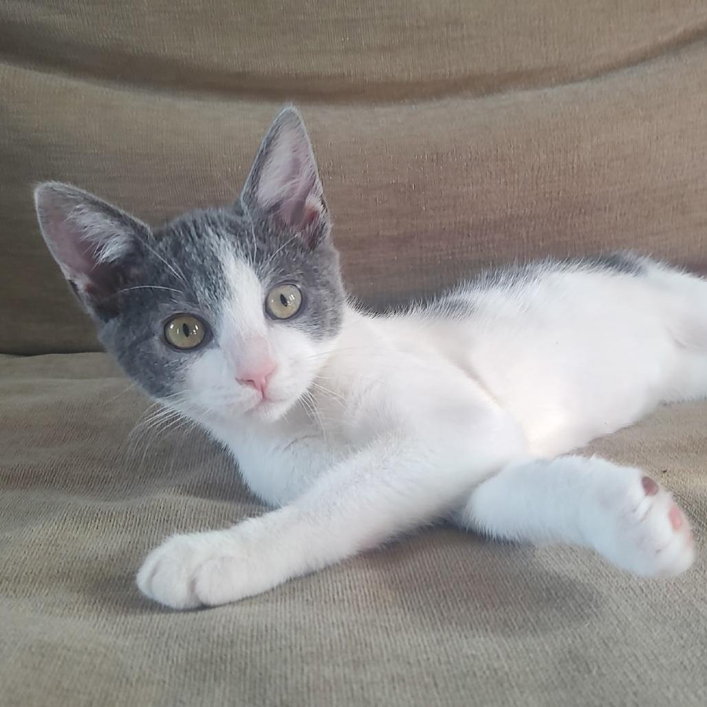 Enlarge Koa, an adoptable Domestic Short Hair in Wilmington, NC image 2/3