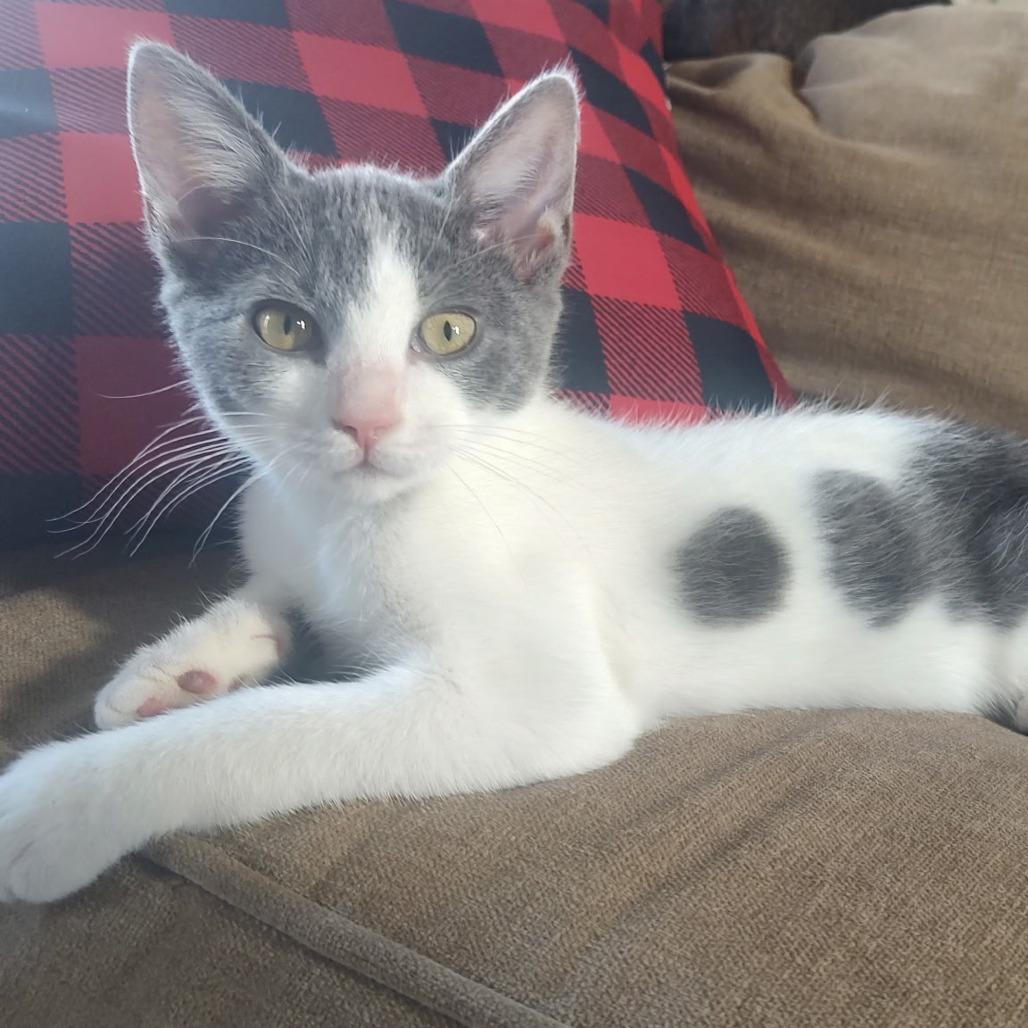 Enlarge Koa, an adoptable Domestic Short Hair in Wilmington, NC image 1/3