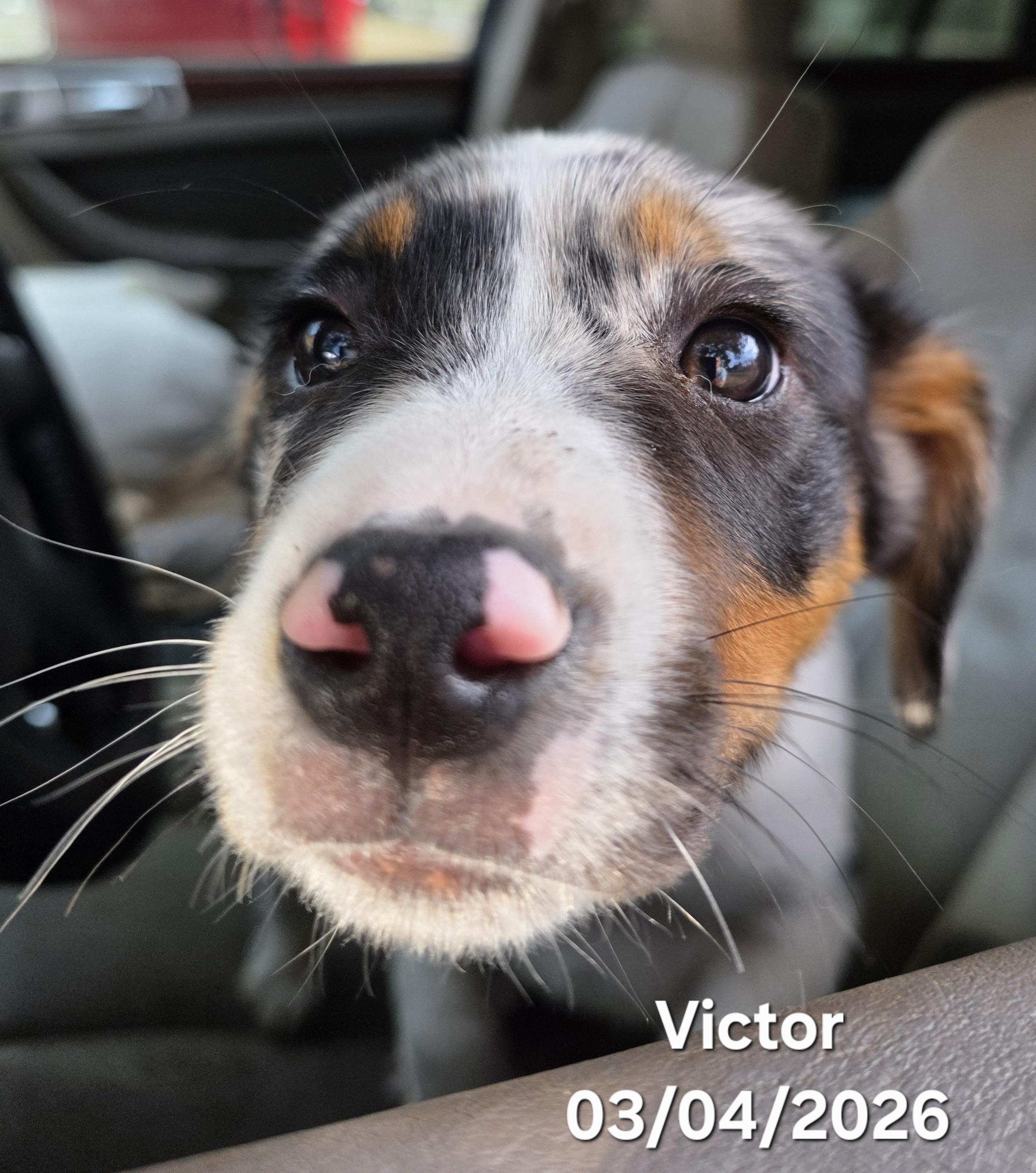 Victor, an adopted Australian Shepherd in Warren, RI image 4/5