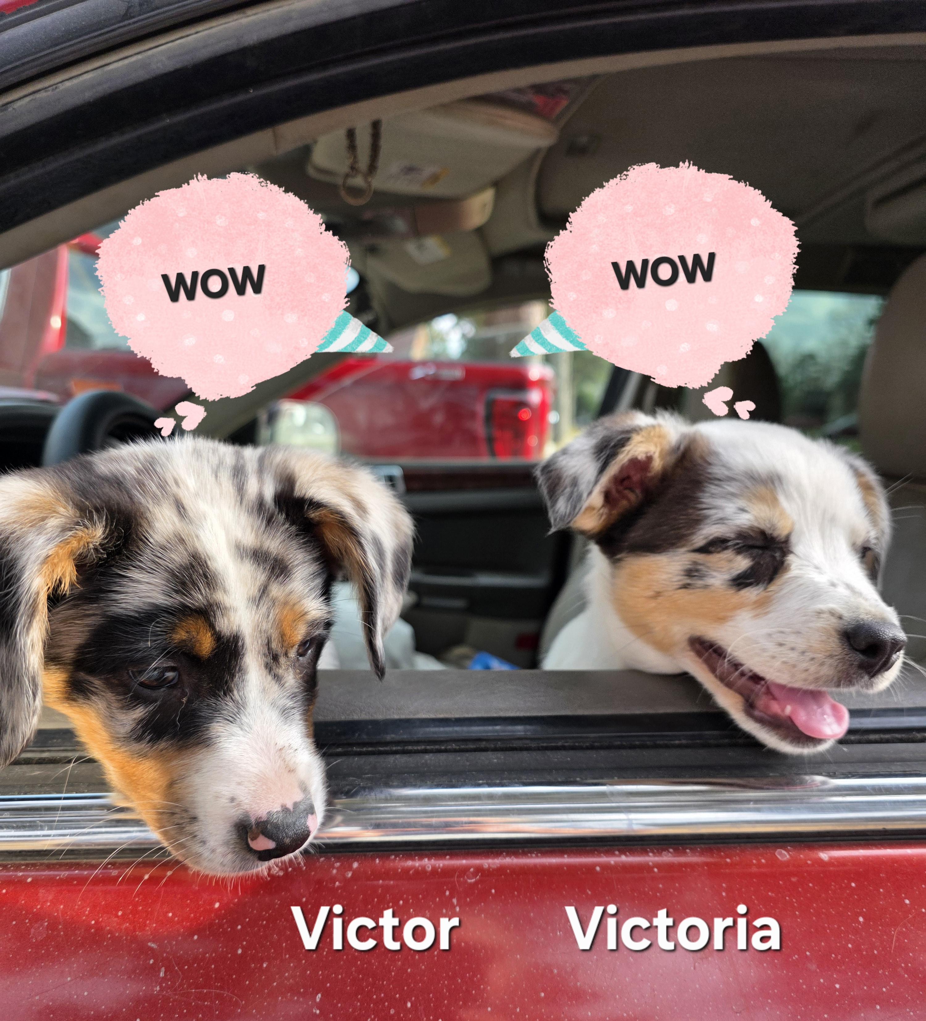 Victor, an adopted Australian Shepherd in Warren, RI image 3/5