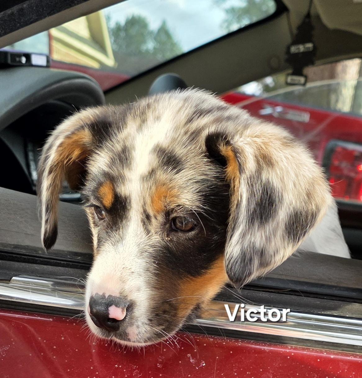 Victor, an adopted Australian Shepherd in Warren, RI image 5/5