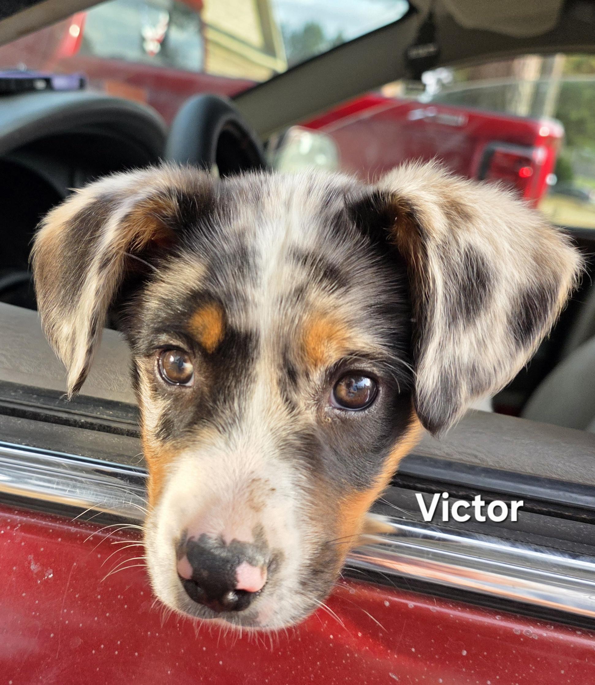 Victor, an adopted Australian Shepherd in Warren, RI image 1/5