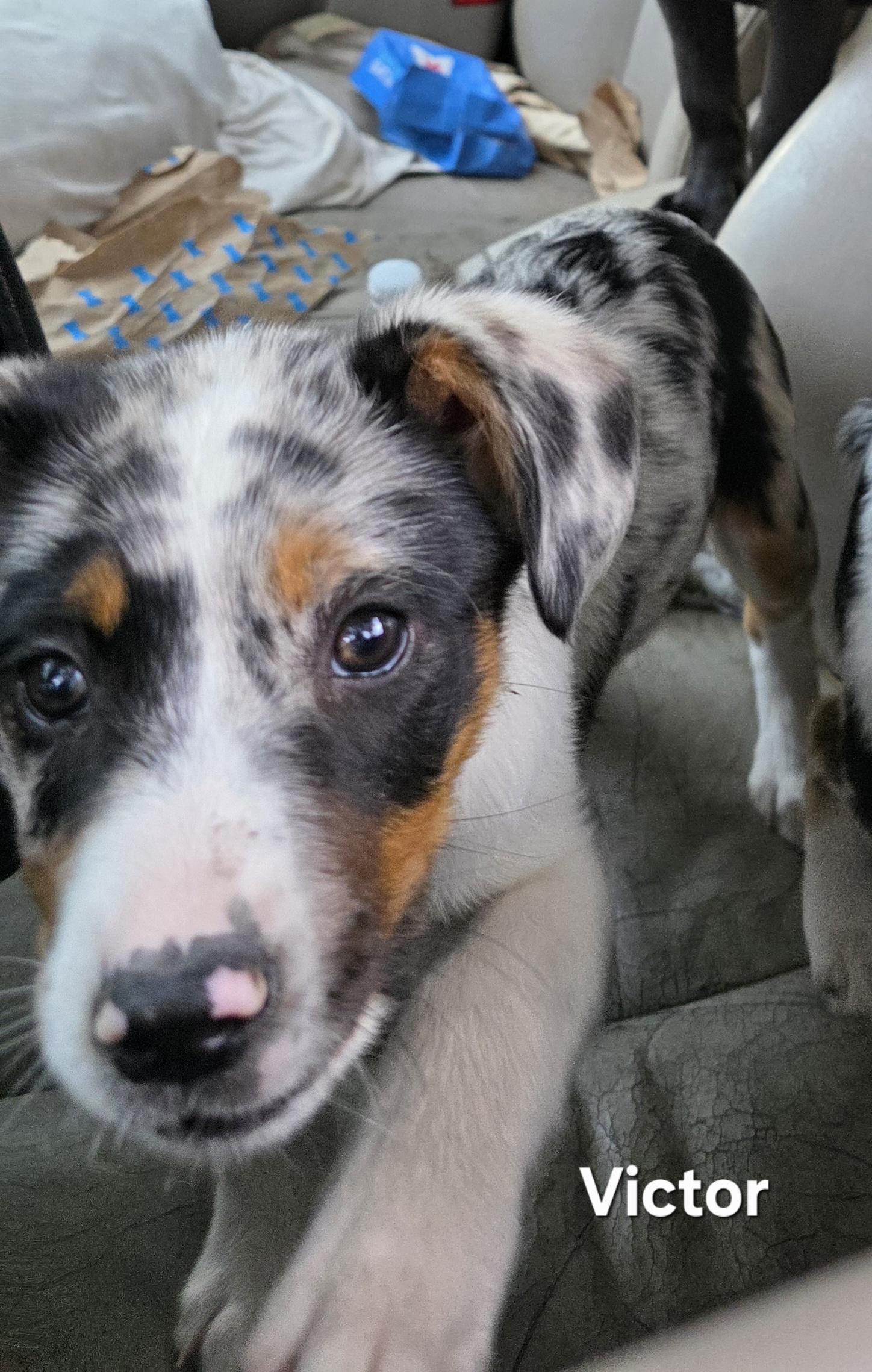 Victor, an adopted Australian Shepherd in Warren, RI image 2/5
