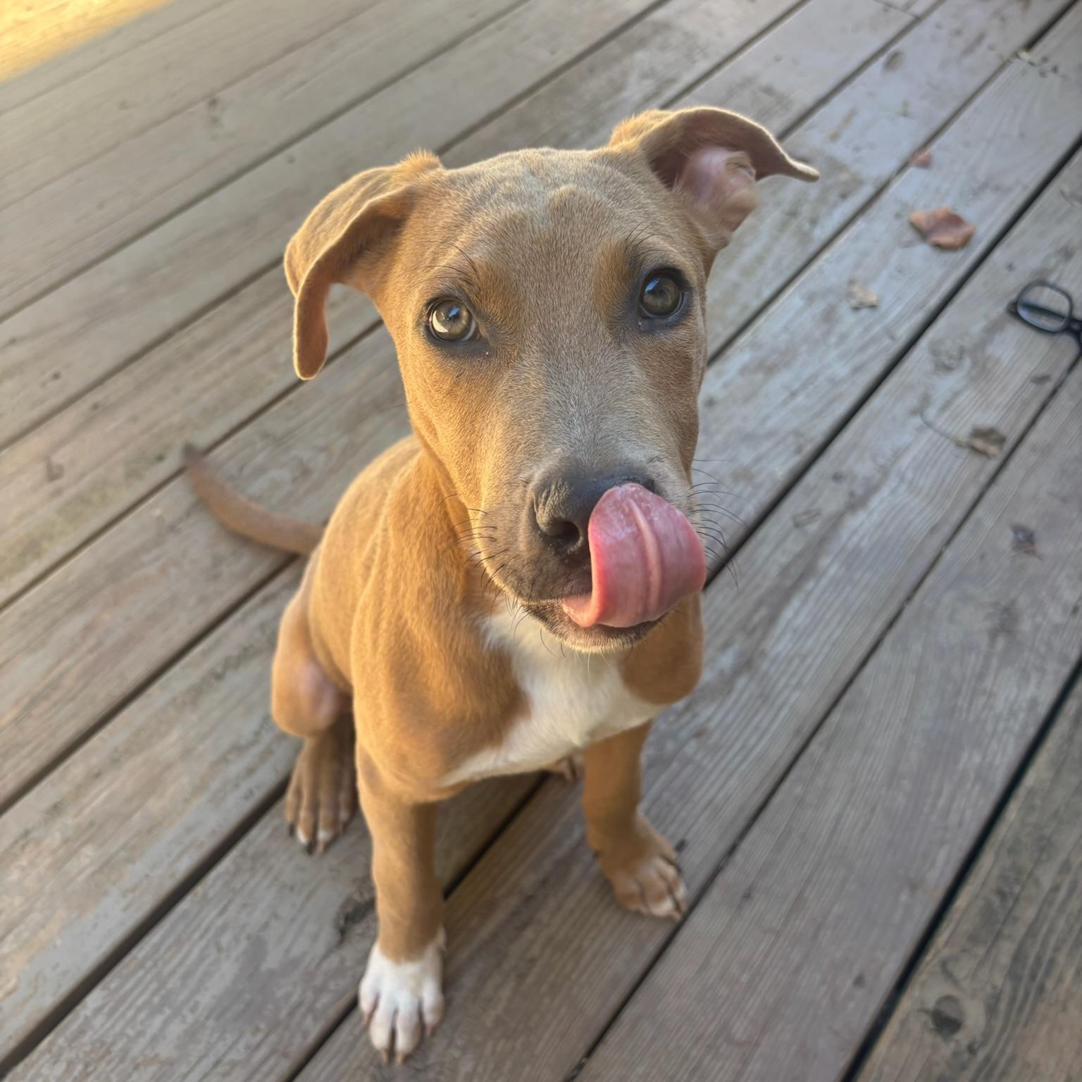 Enlarge Bourbon, a Adoptable mixed breed in Charlotte, NC image 5/6