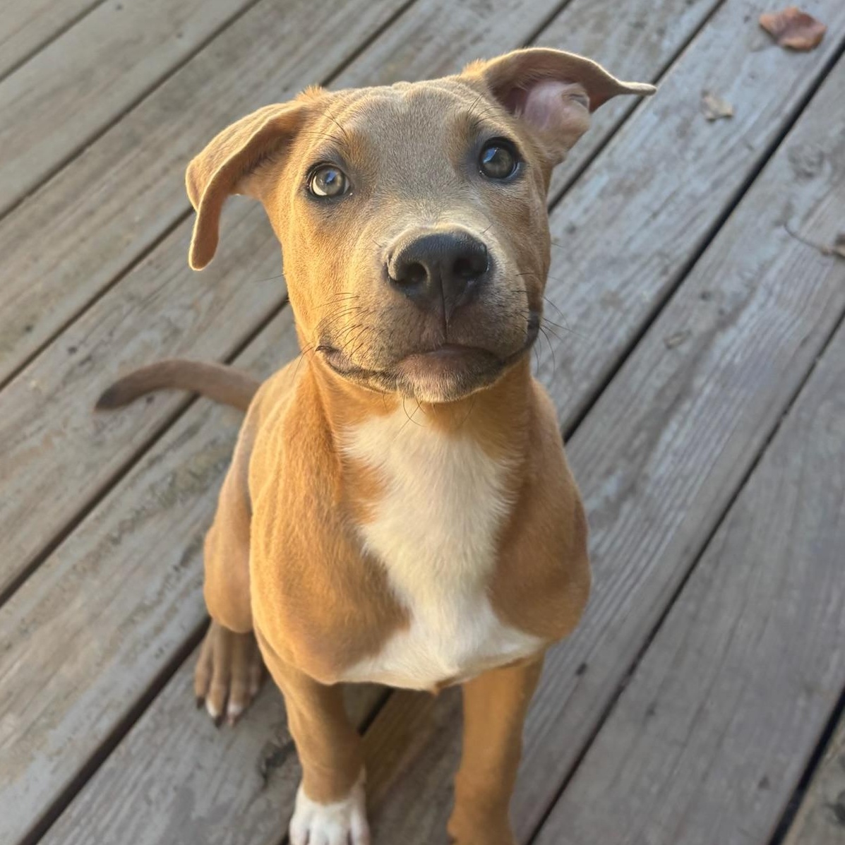 Bourbon, Adoptable, Puppy Male Pit Bull Terrier.