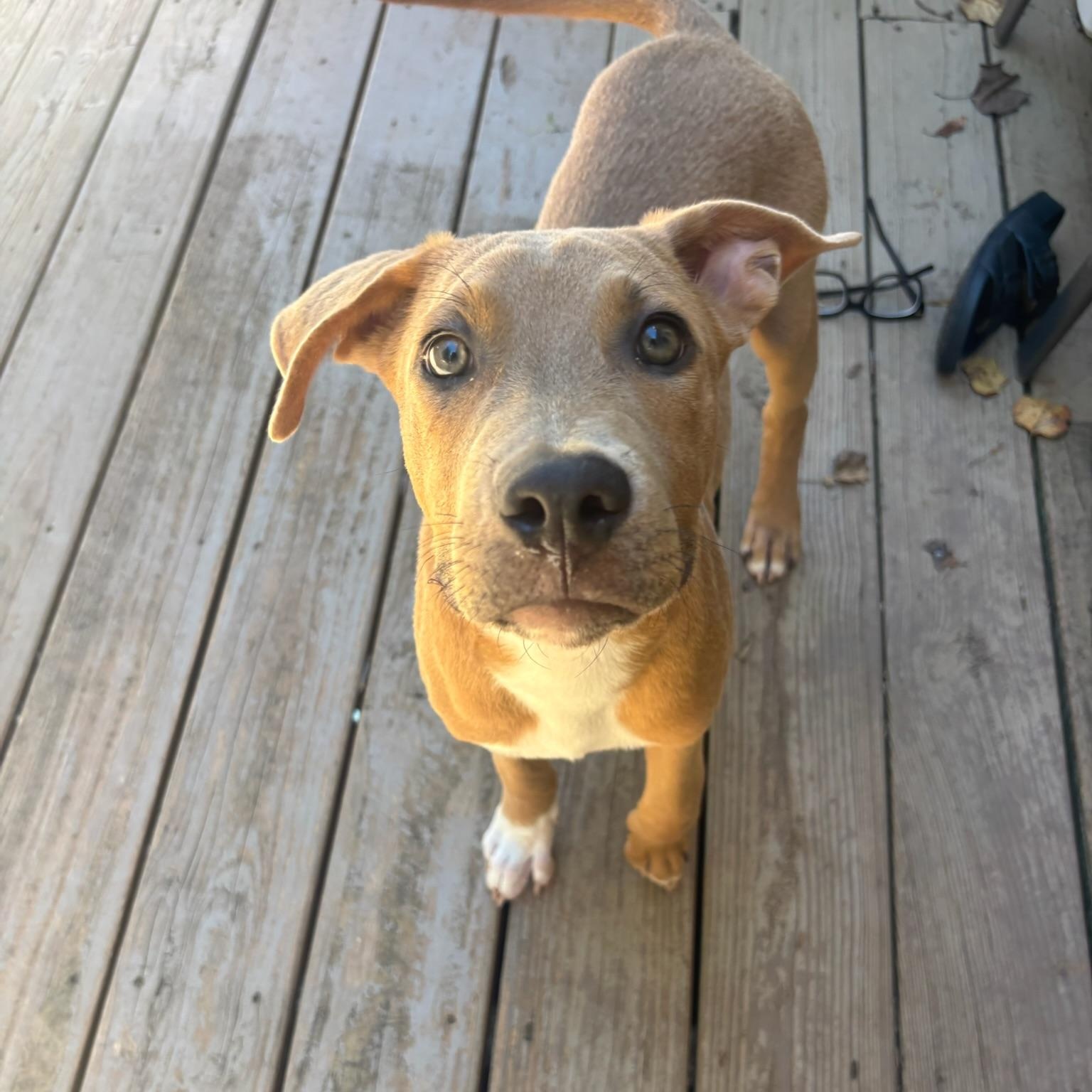 Enlarge Bourbon, a Adoptable mixed breed in Charlotte, NC image 2/6