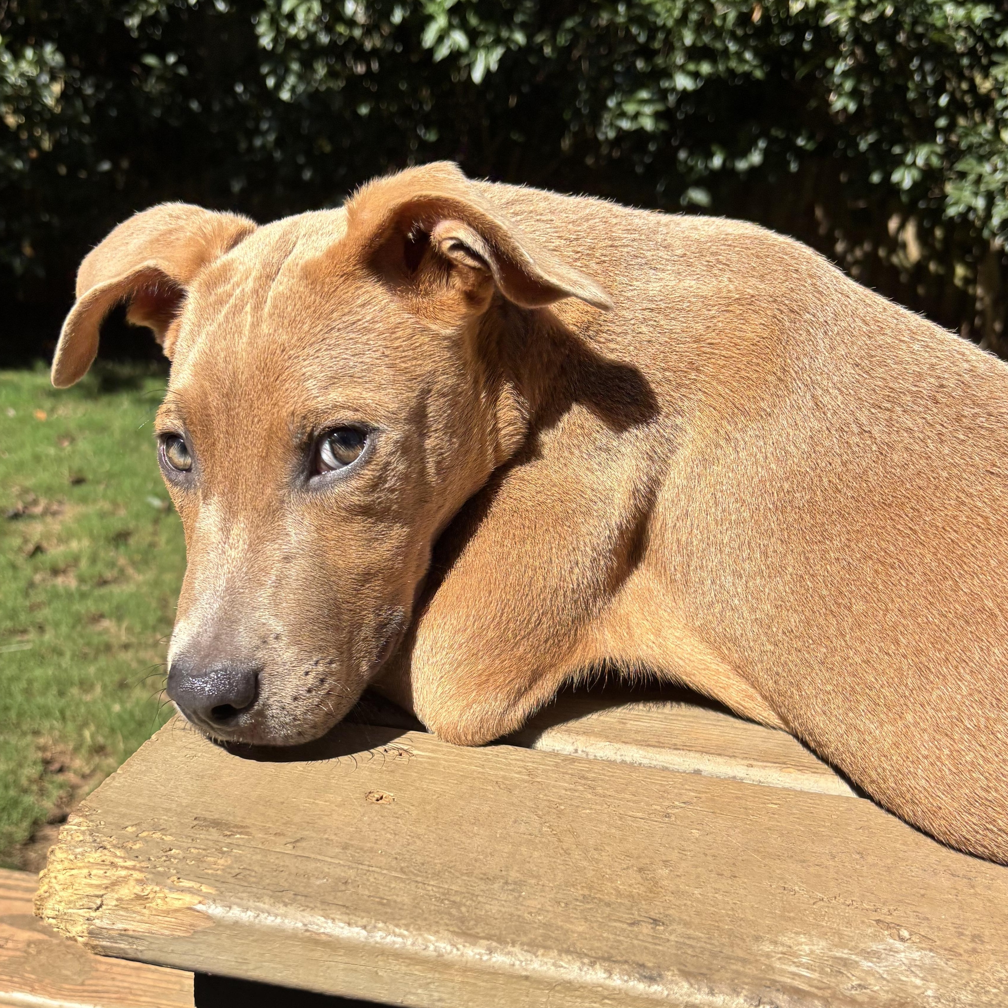 Enlarge Bourbon, a Adoptable mixed breed in Charlotte, NC image 4/6