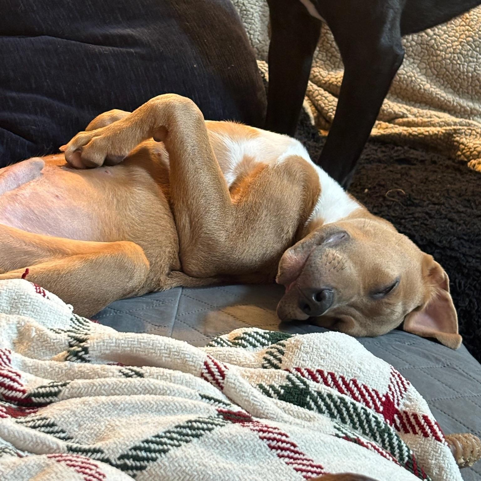 Enlarge Bourbon, a Adoptable mixed breed in Charlotte, NC image 6/6