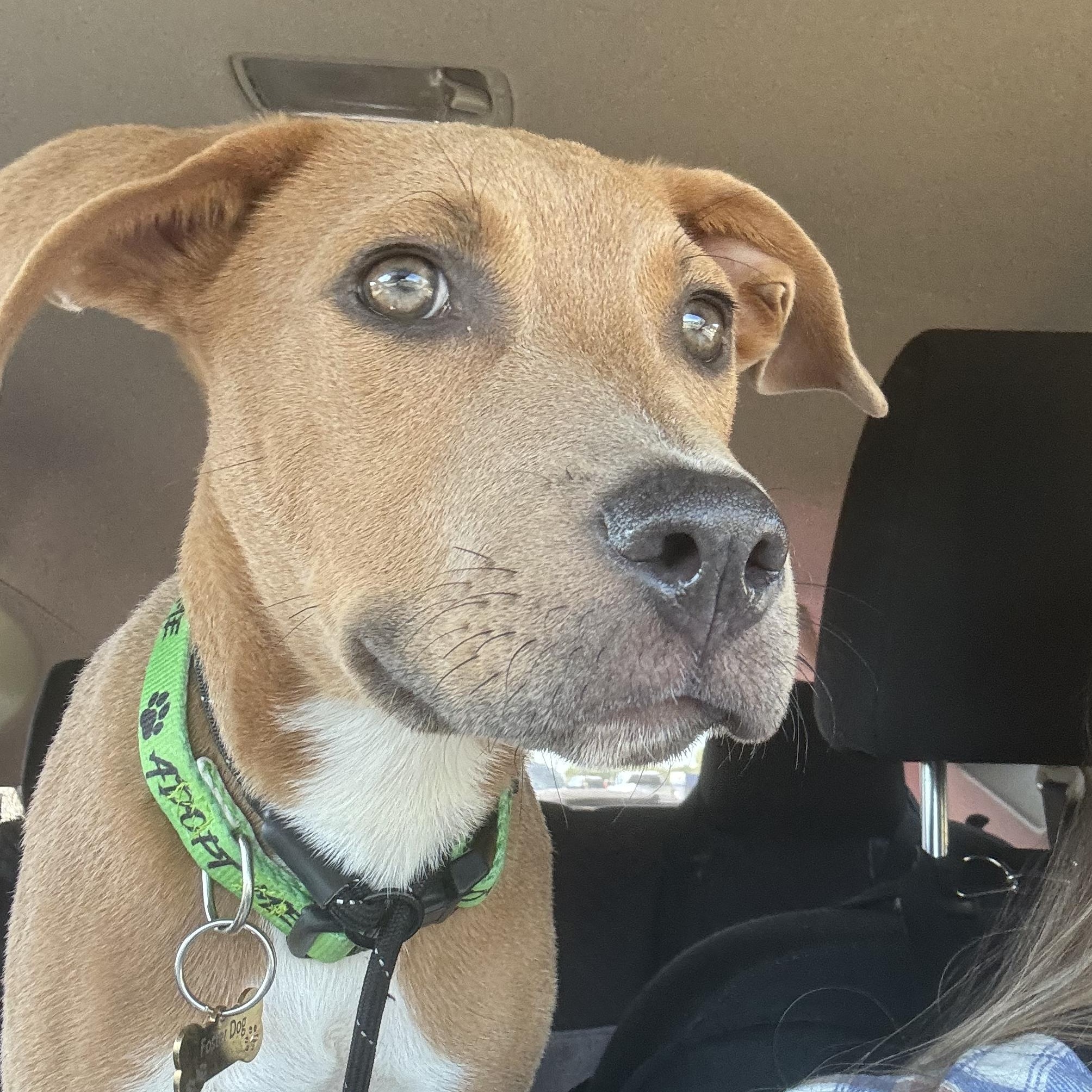 Enlarge Bourbon, a Adoptable mixed breed in Charlotte, NC image 3/6