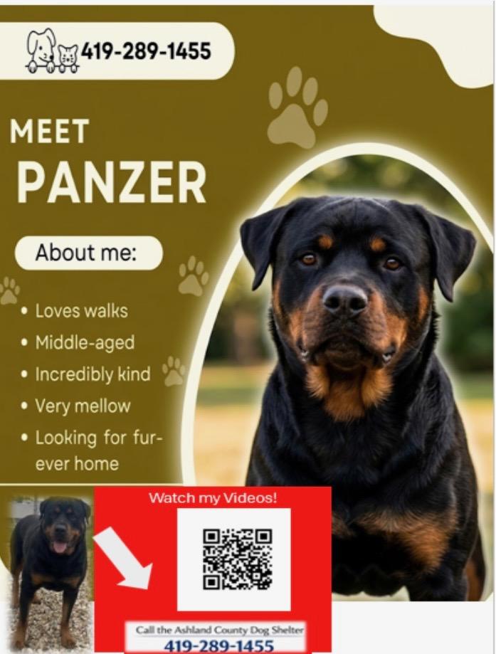 Enlarge Panzer, a ADOPTABLE mixed breed in Ashland, OH image 2/2