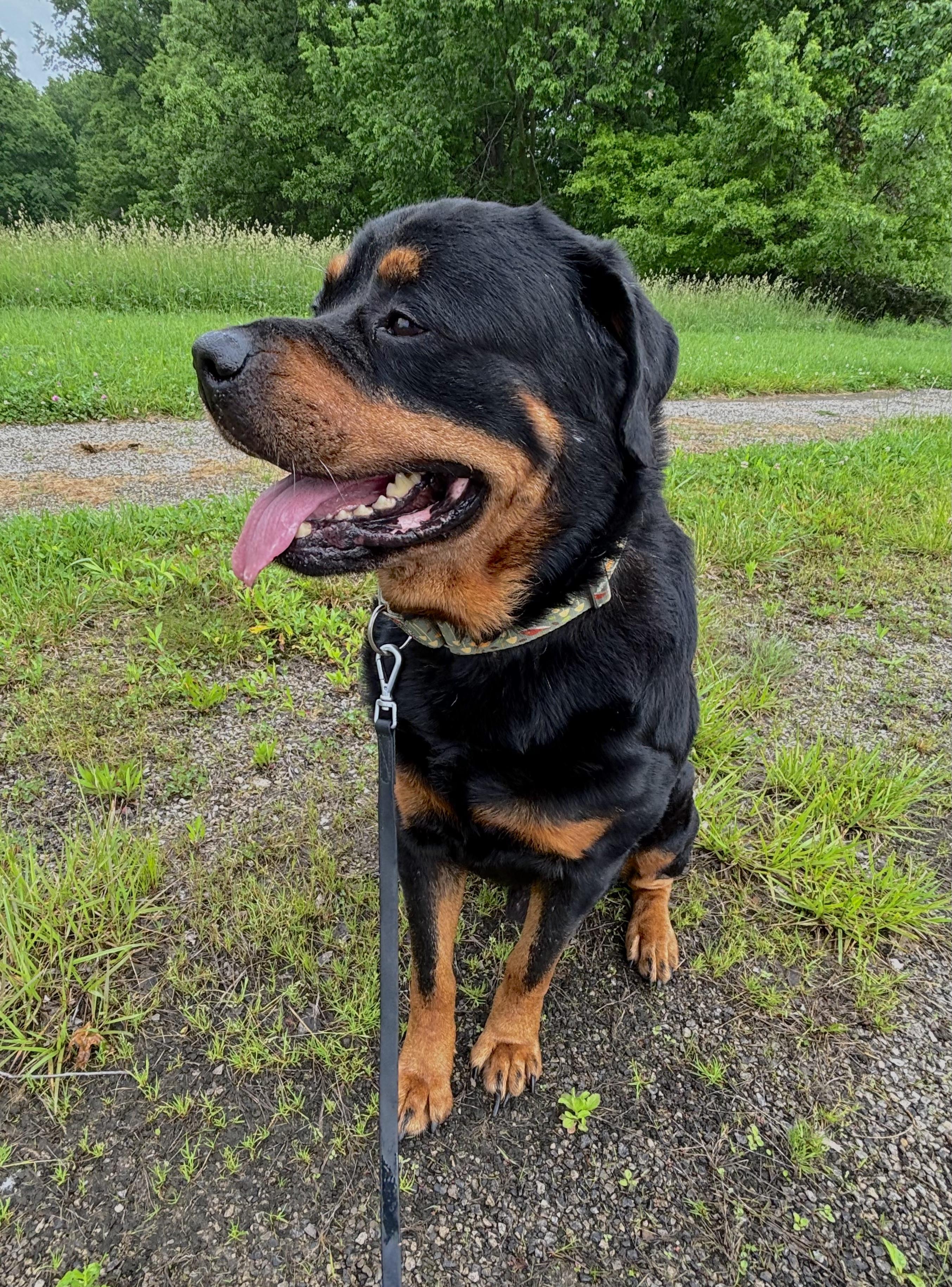 Enlarge Panzer, a ADOPTABLE mixed breed in Ashland, OH image 1/1