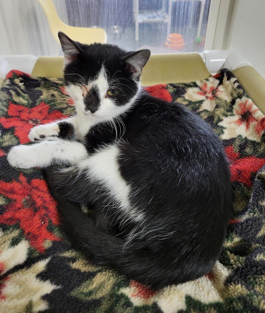 Enlarge Uno, a Adopted mixed breed in Medford, WI image 1/1