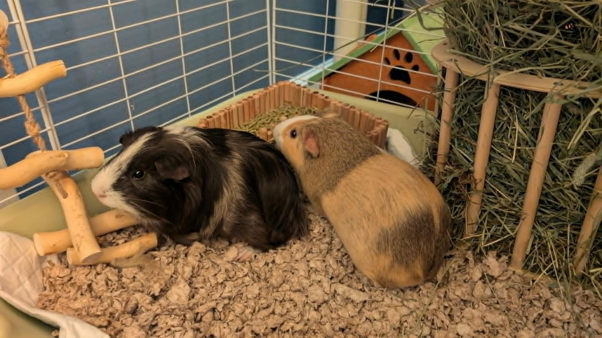 Bear and Honey bonded male pair, ADOPTABLE, Adult Male Guinea Pig.
