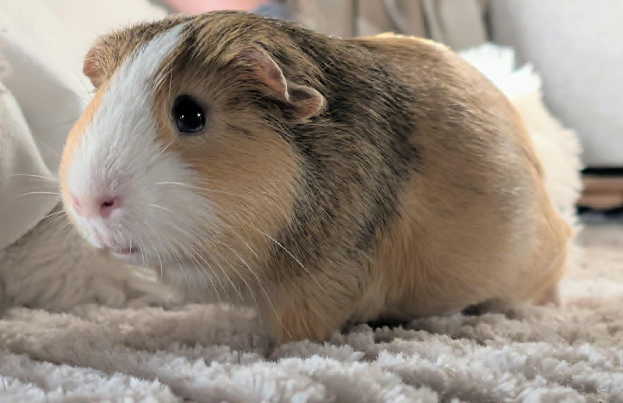 Enlarge Bear and Honey bonded male pair, a ADOPTABLE Guinea Pig in Sauk Village, IL image 2/3