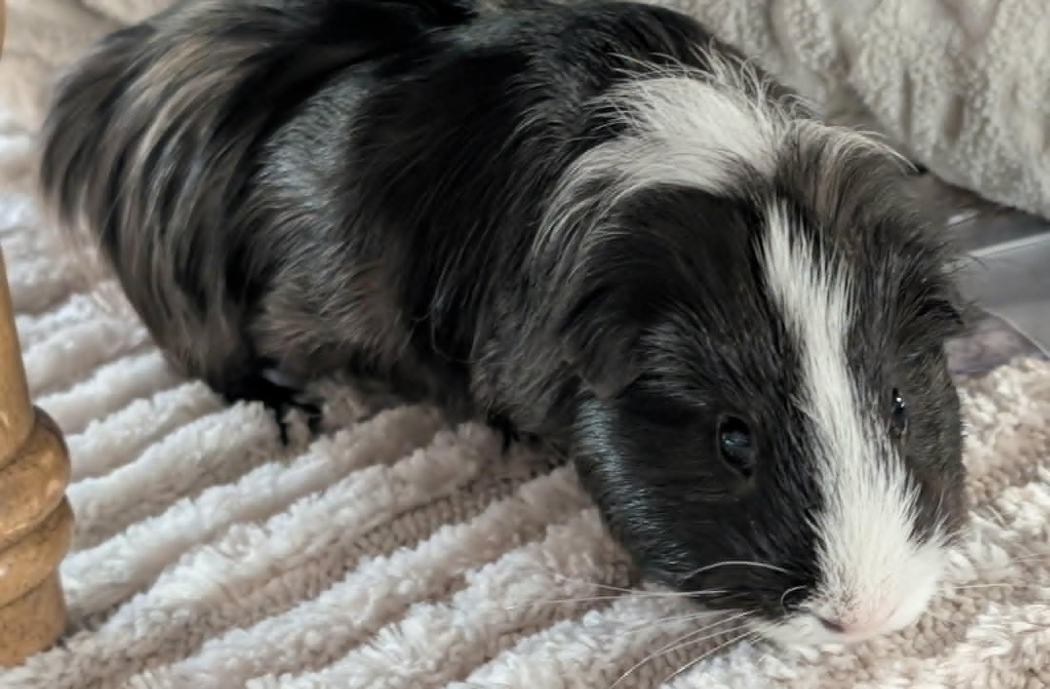 Enlarge Bear and Honey bonded male pair, a ADOPTABLE Guinea Pig in Sauk Village, IL image 3/3
