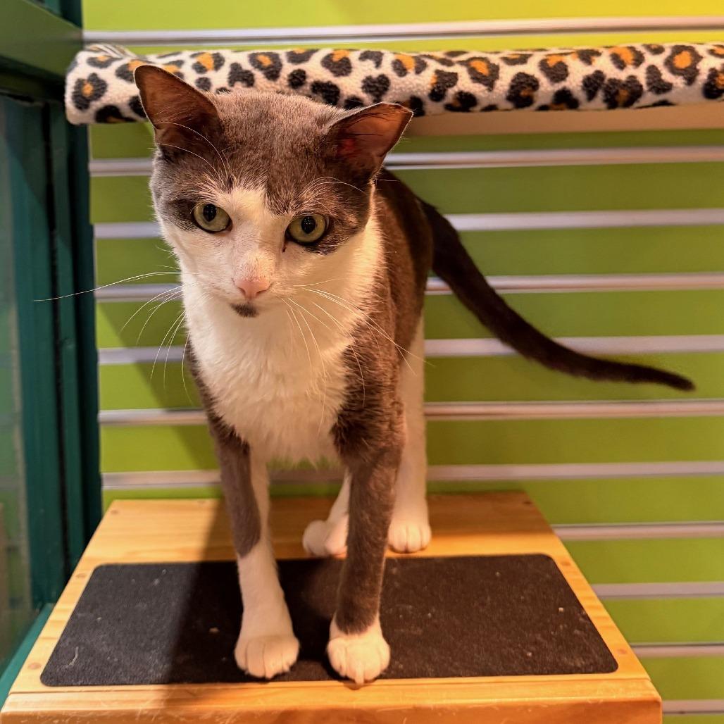 Enlarge Remi, a Adoptable Domestic Short Hair in Waukesha, WI image 1/4