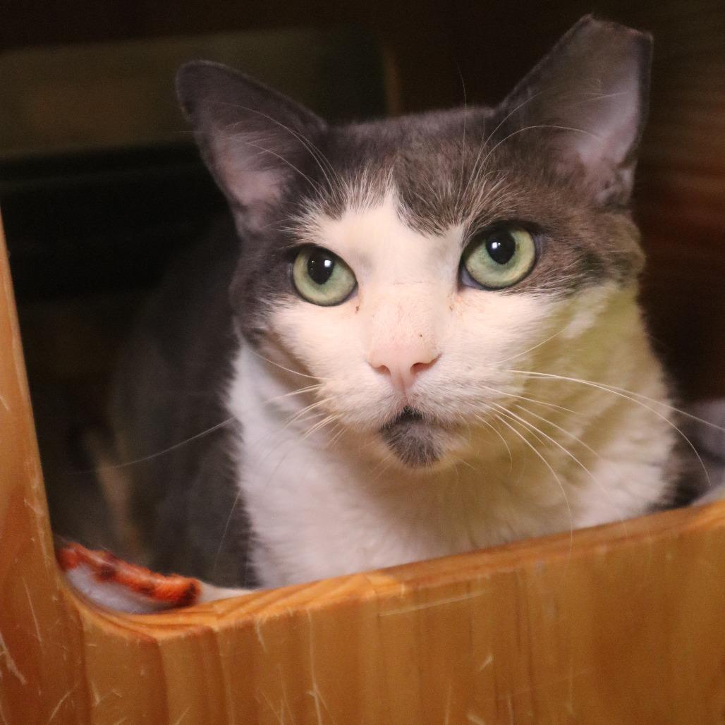 Enlarge Remi, a Adoptable Domestic Short Hair in Waukesha, WI image 2/4