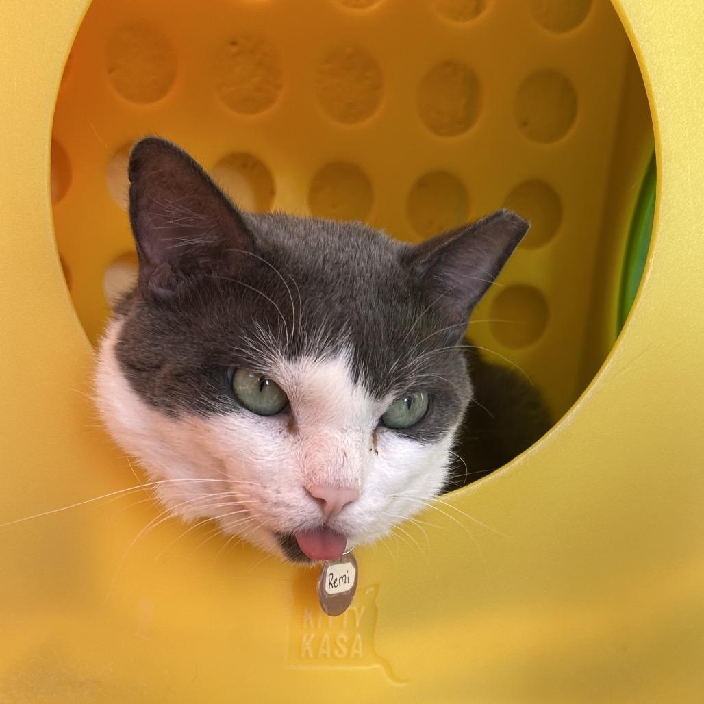 Enlarge Remi, a Adoptable Domestic Short Hair in Waukesha, WI image 3/4
