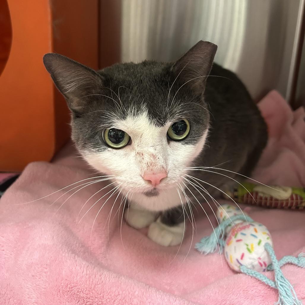 Enlarge Remi, a Adoptable Domestic Short Hair in Waukesha, WI image 4/4
