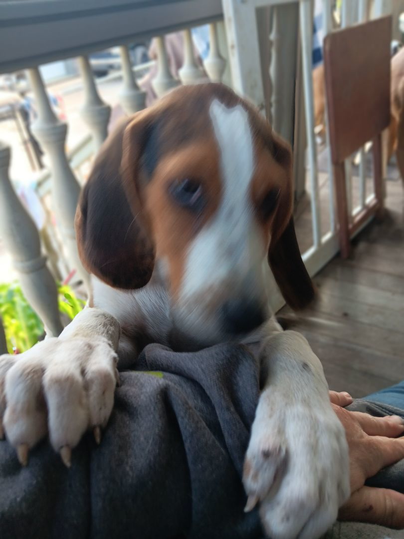 Fibi, Adopted, Puppy Female Treeing Walker Coonhound.