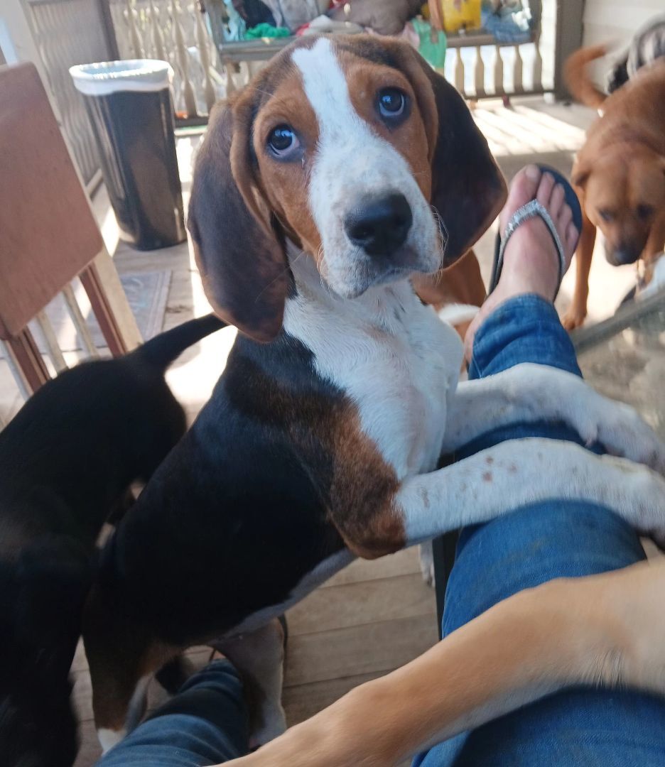 Enlarge Fibi, a Adopted Treeing Walker Coonhound in Branchville, SC image 2/2
