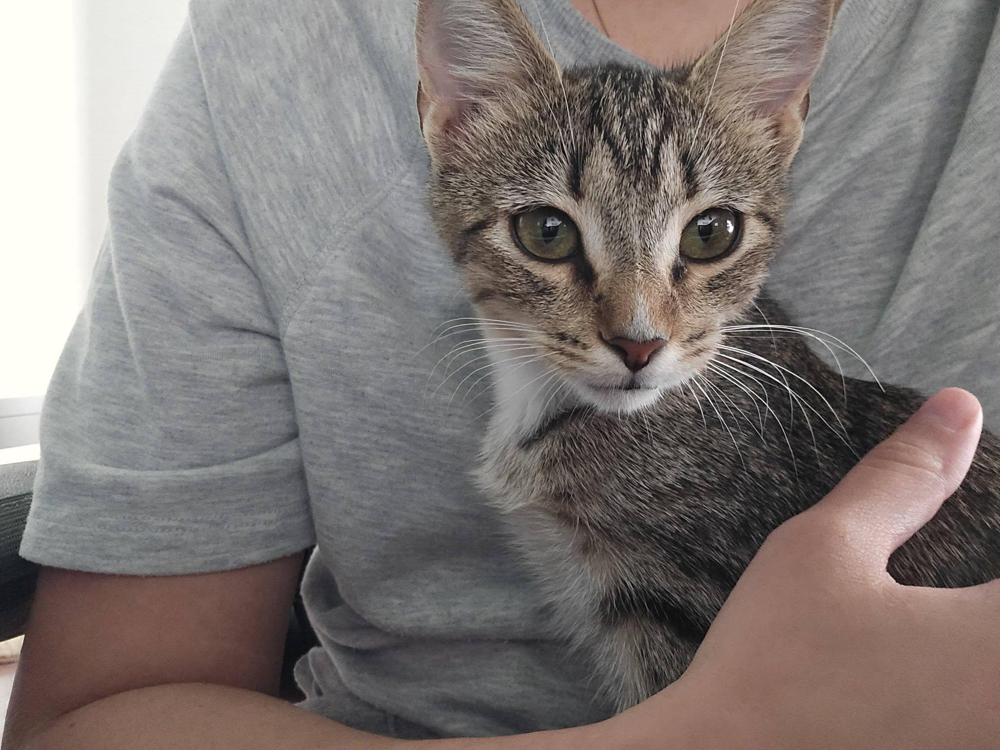 Freida, Adoptable, Kitten Female Domestic Short Hair.