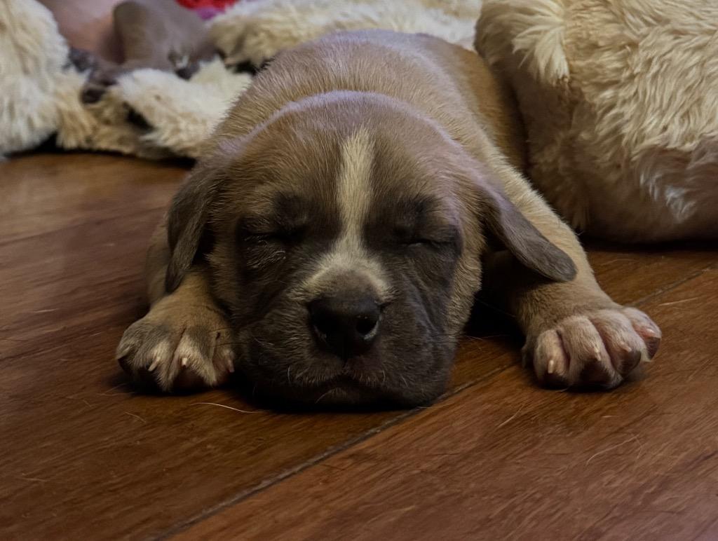 Henri kna Tater, Adopted, Puppy Male Staffordshire Bull Terrier & Boxer.