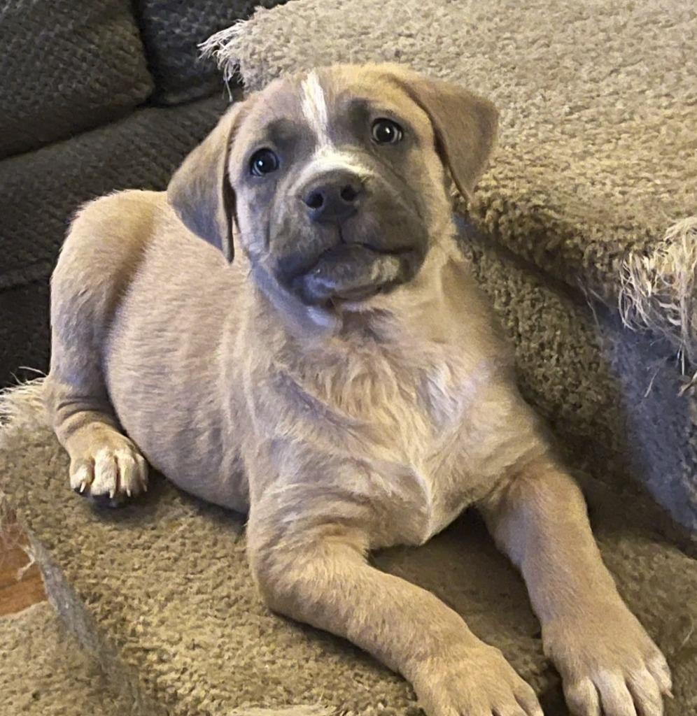 Enlarge Henri kna Tater, a Adopted mixed breed in Indianola, IA image 2/4